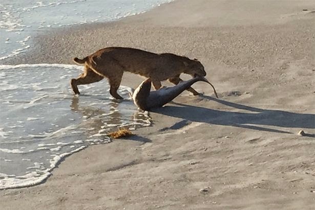 Kucing hutan menyeret seekor ikan hiu dari laut