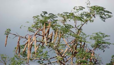 Pohon Moringa (Kelor)