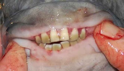 Gigi ikan pacu yang mirip dengan gigi manusia