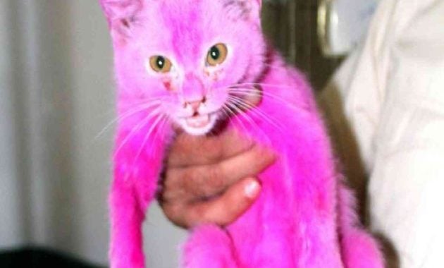 Kucing warna pink