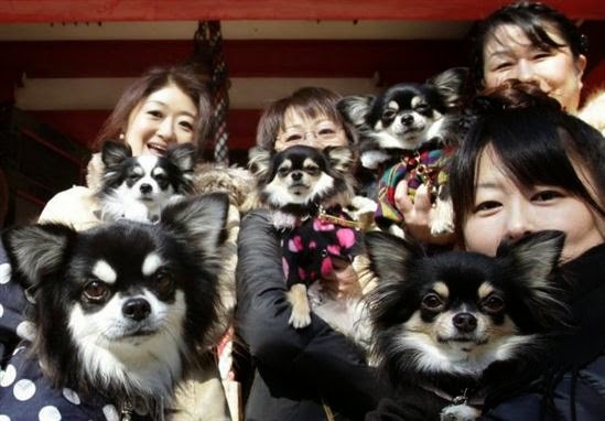 Ada lebih banyak hewan peliharaan dibanding anak – anak di Jepang.