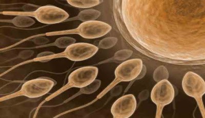 Sperma dan sel telur