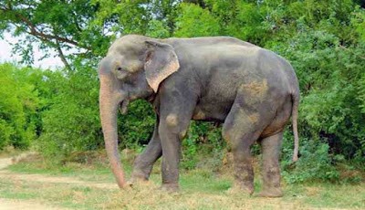 Gajah jumbo