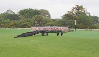 Buaya Raksasa Sepanjang 5 Meter Ini Muncul di Lapangan Golf di Florida