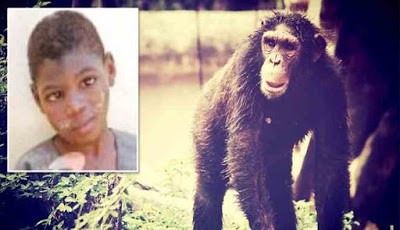 Bello, bocah yang dibesarkan simpanse