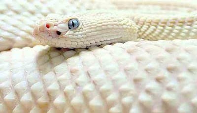 Mimpi bertemu ular putih