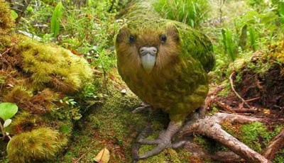 Burung lucu kakapo