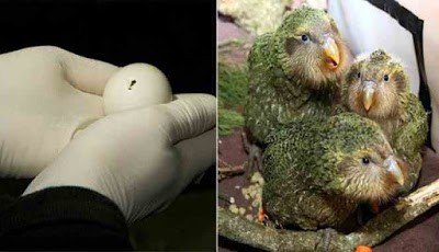 Pengembangbiakan burung kakapo agar tidak punah