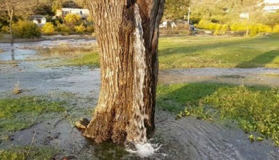 Air mengalir dari batang pohon