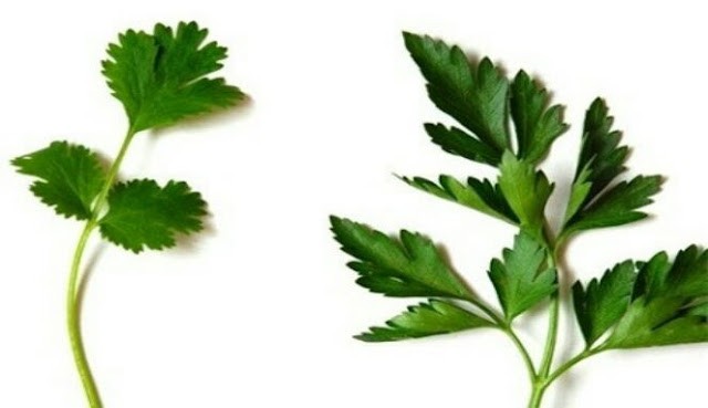 Manfaat daun ketumbar atau cilantro