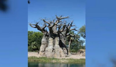Pohon baobab di Afrika