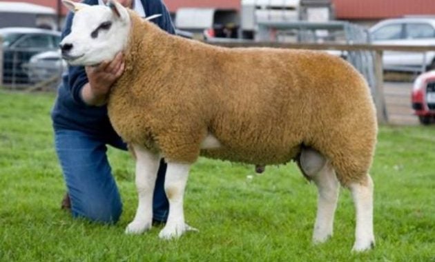 Jenis domba paling mahal di dunia
