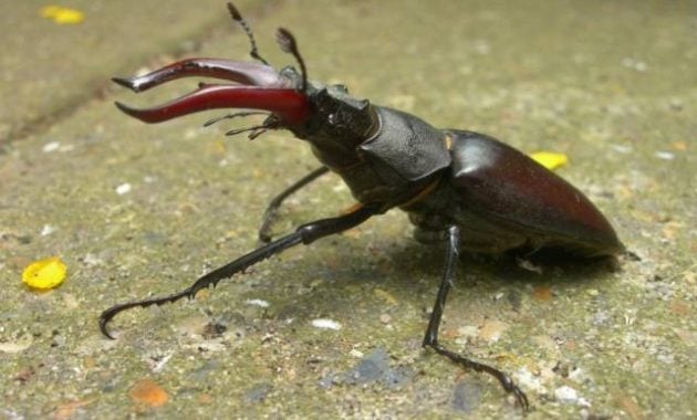 Kumbang langka paling mahal di dunia