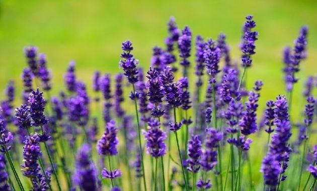 Khasiat bunga lavender