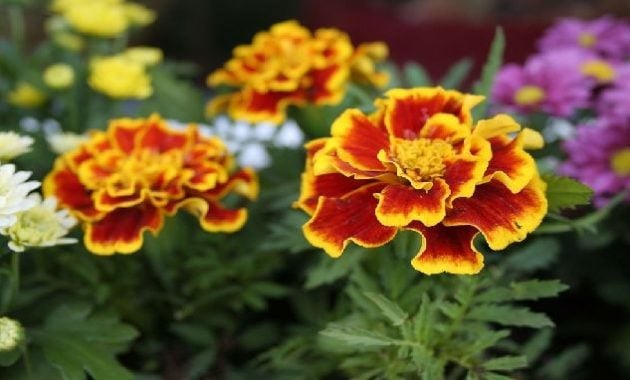 Khasiat bunga marigold