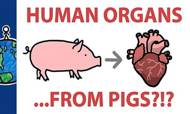 organ tubuh manusia dari babi
