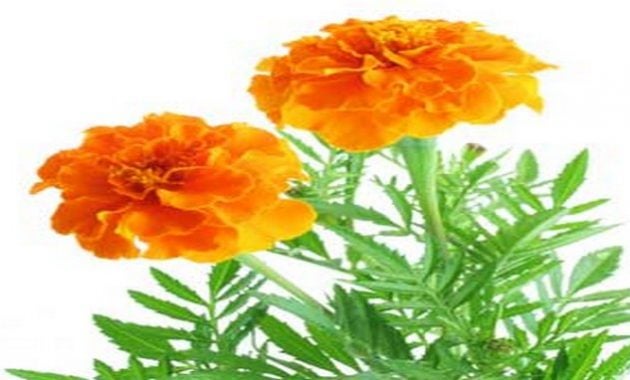 Bunga marigold